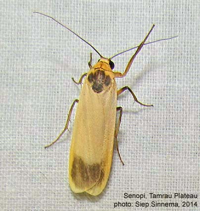 Papua Insects Foundation (Lepidoptera/Erebidae(Arctiinae)/Brunia dorsalis)